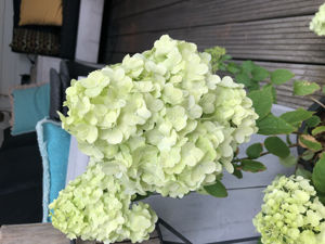 Picture of Hydrangea